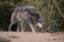 Hannover1612LinaT_Wolf-133