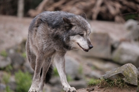 Hannover1612LinaT_Wolf-134