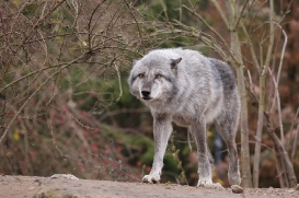 Hannover1612LinaT_Wolf-136