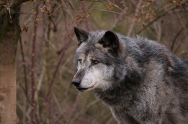 Hannover1612LinaT_Wolf-137