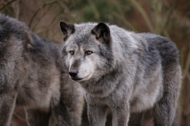 Hannover1612LinaT_Wolf-138