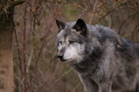 Hannover1612LinaT_Wolf-139