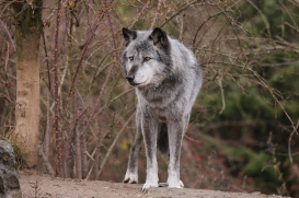 Hannover1612LinaT_Wolf-140