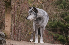 Hannover1612LinaT_Wolf-141