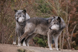 Hannover1612LinaT_Wolf-142