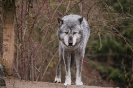 Hannover1612LinaT_Wolf-143