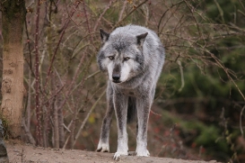 Hannover1612LinaT_Wolf-144