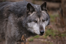 Hannover1612LinaT_Wolf-149