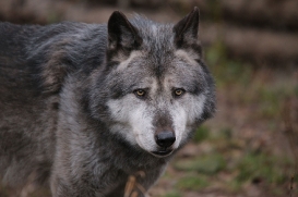 Hannover1612LinaT_Wolf-150