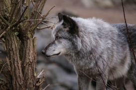 Hannover1612LinaT_Wolf-152