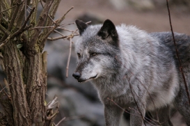 Hannover1612LinaT_Wolf-153