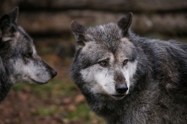 Hannover1612LinaT_Wolf-158
