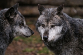 Hannover1612LinaT_Wolf-159