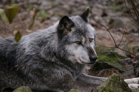 Hannover1612LinaT_Wolf-160