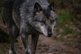Hannover1612LinaT_Wolf-161