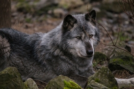 Hannover1612LinaT_Wolf-163