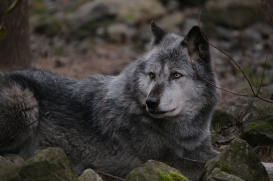 Hannover1612LinaT_Wolf-165