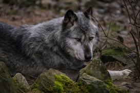 Hannover1612LinaT_Wolf-166