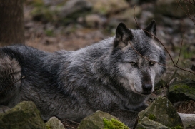Hannover1612LinaT_Wolf-167