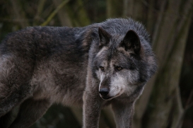 Hannover1612LinaT_Wolf-168