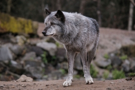 Hannover1612LinaT_Wolf-172