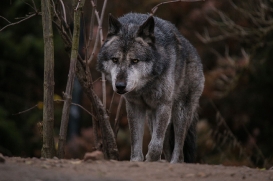 Hannover1612LinaT_Wolf-174