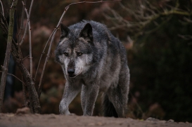 Hannover1612LinaT_Wolf-175