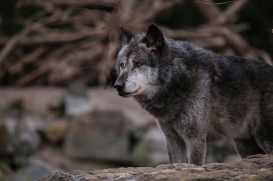 Hannover1612LinaT_Wolf-177