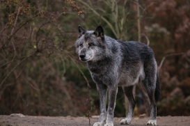 Hannover1612LinaT_Wolf-179