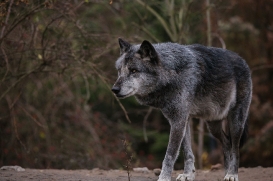 Hannover1612LinaT_Wolf-180