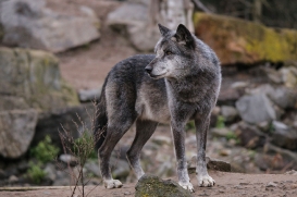 Hannover1612LinaT_Wolf-183