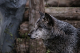 Hannover1612LinaT_Wolf-184