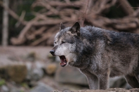 Hannover1612LinaT_Wolf-186