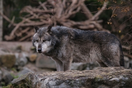 Hannover1612LinaT_Wolf-187
