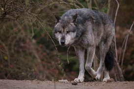 Hannover1612LinaT_Wolf-188