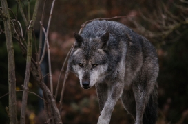 Hannover1612LinaT_Wolf-190
