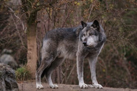 Hannover1612LinaT_Wolf-191