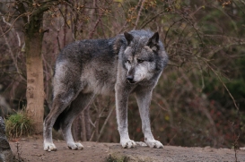 Hannover1612LinaT_Wolf-192