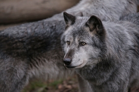 Hannover1612LinaT_Wolf-193