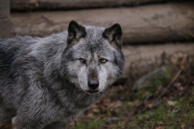 Hannover1612LinaT_Wolf-196